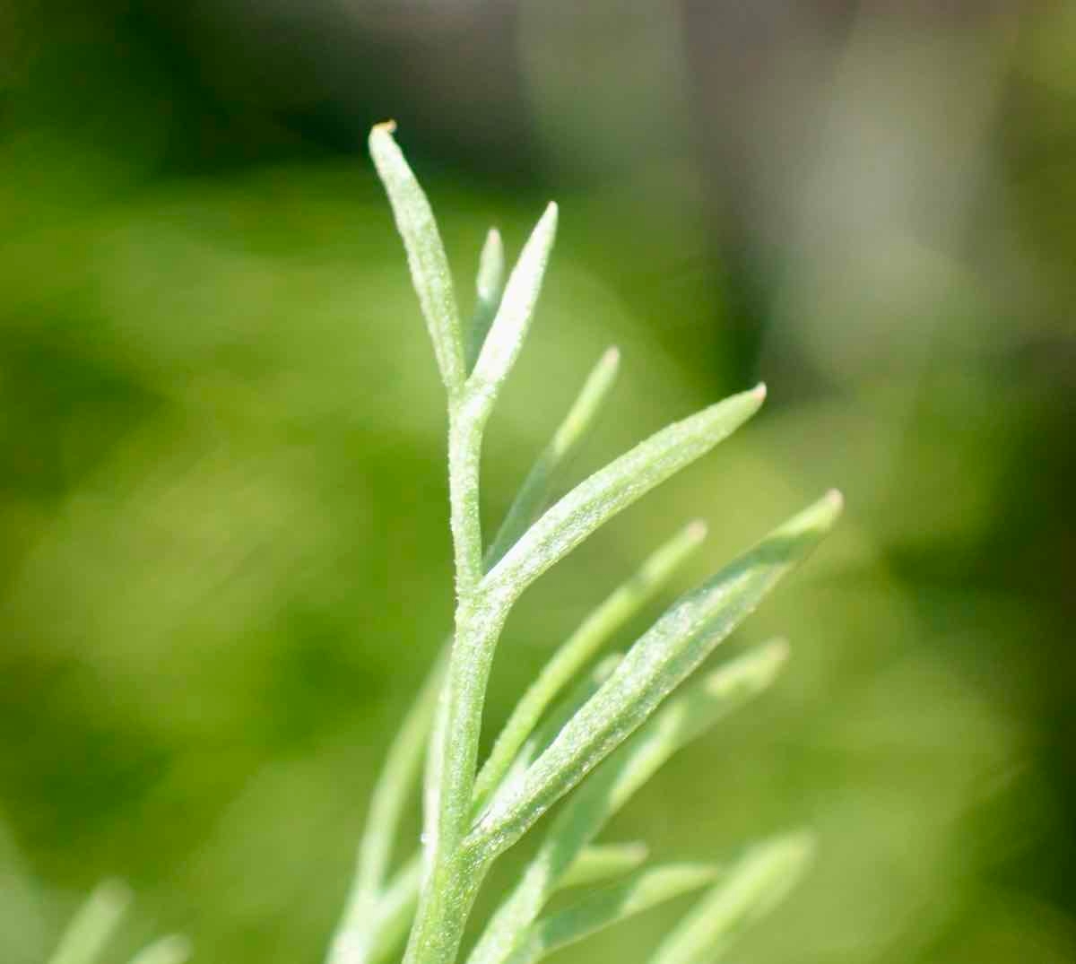 Lomatium caruifolium var. denticulatum