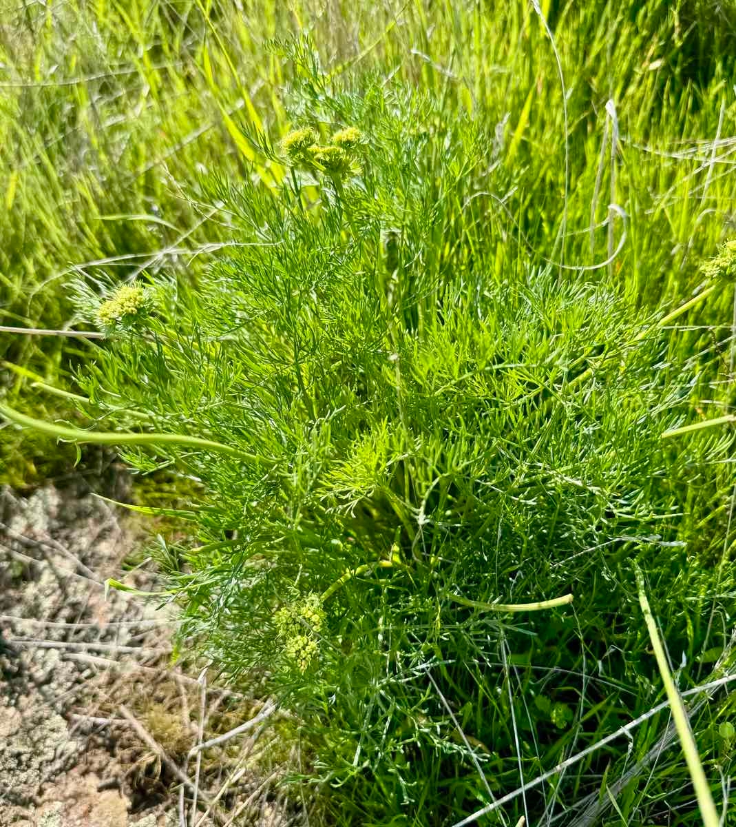 Lomatium caruifolium var. denticulatum