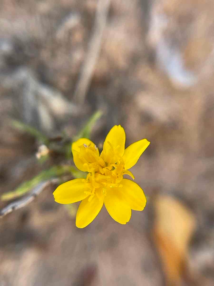 Pectis papposa var. papposa