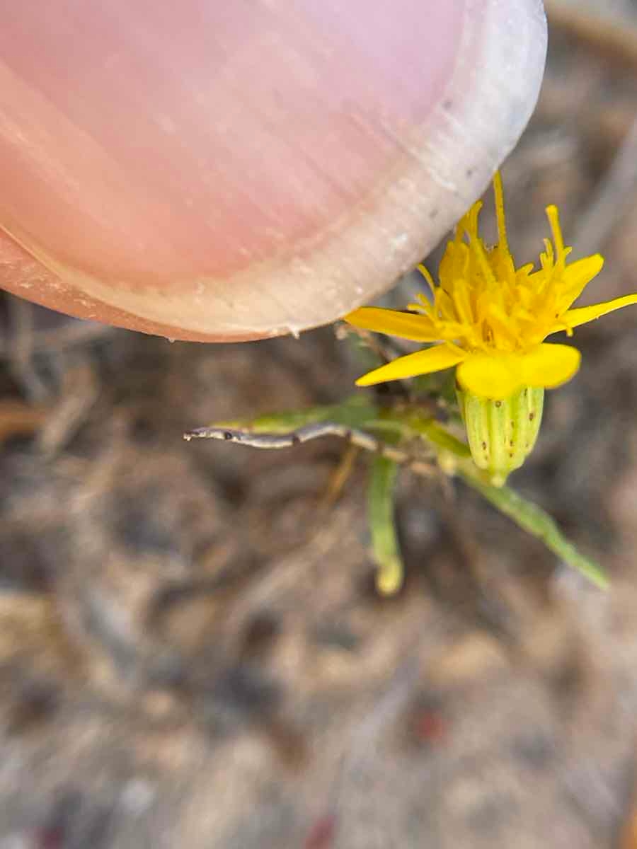 Pectis papposa var. papposa