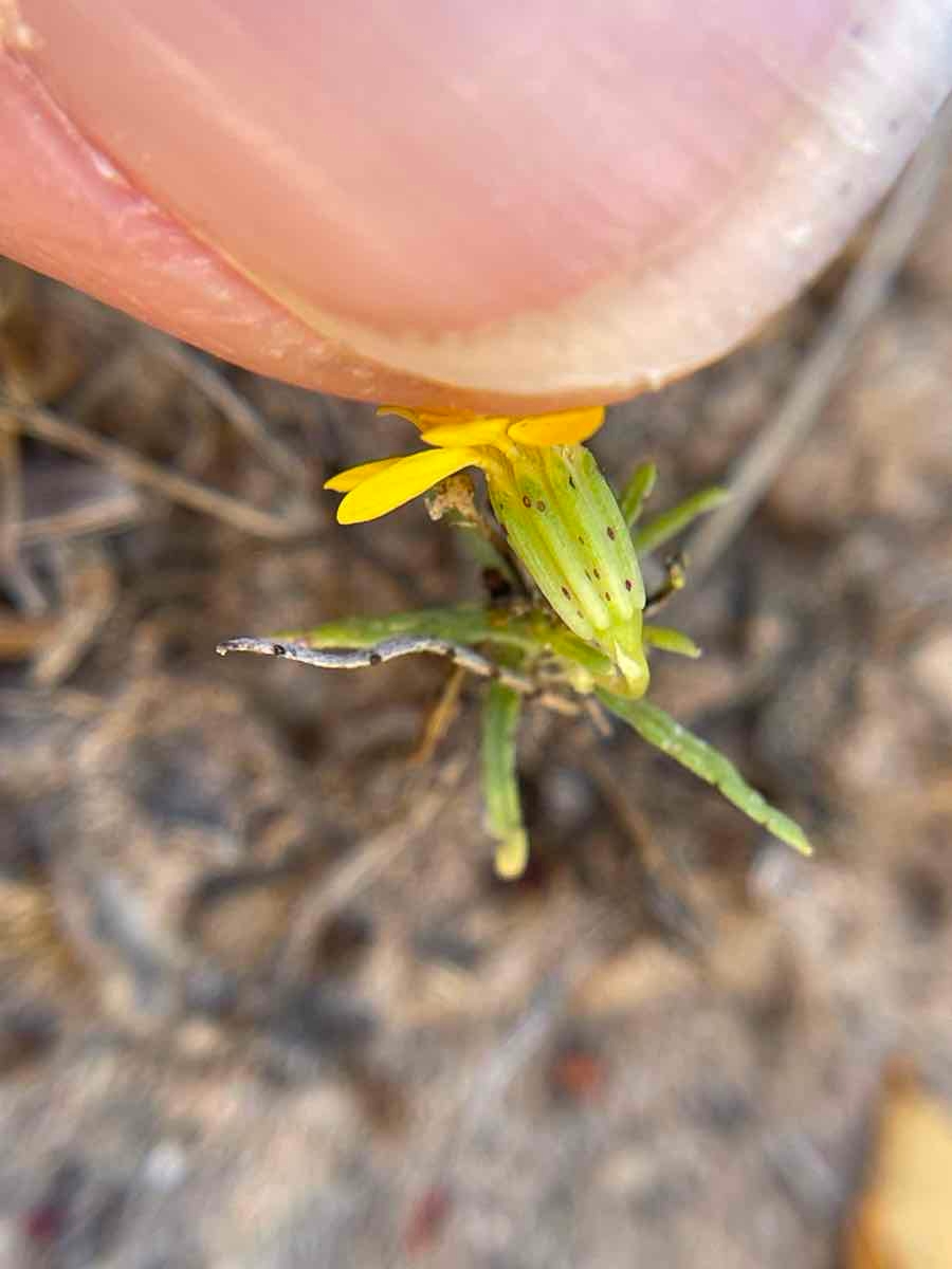 Pectis papposa var. papposa