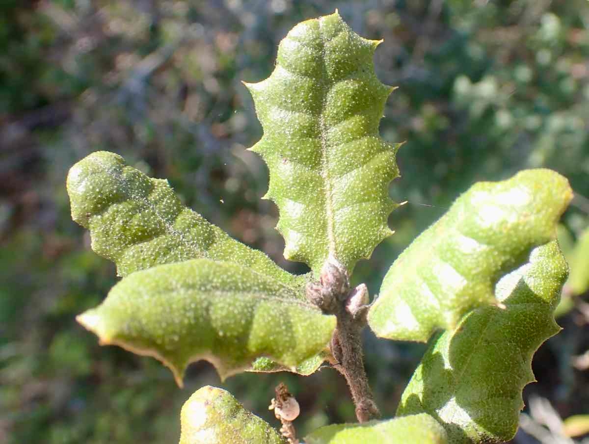 Quercus berberidifolia