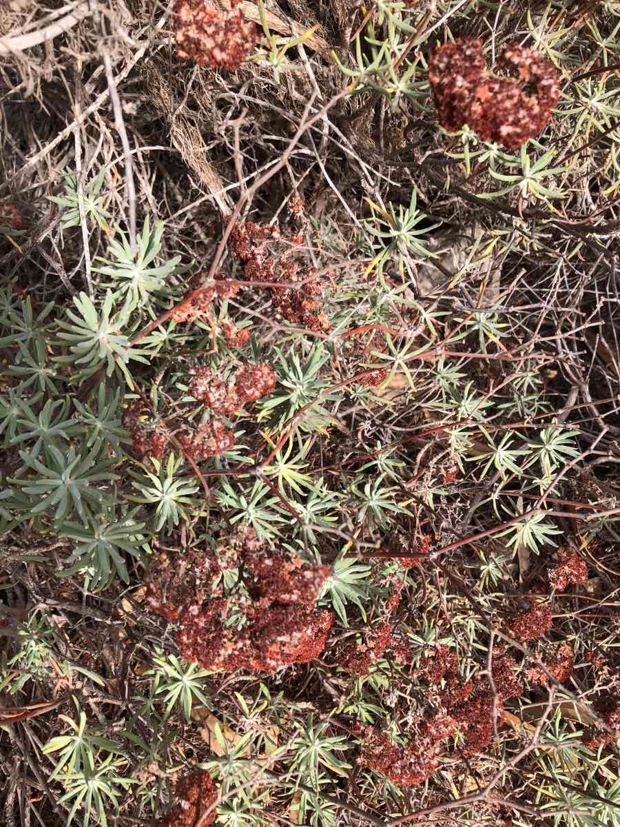 Eriogonum arborescens