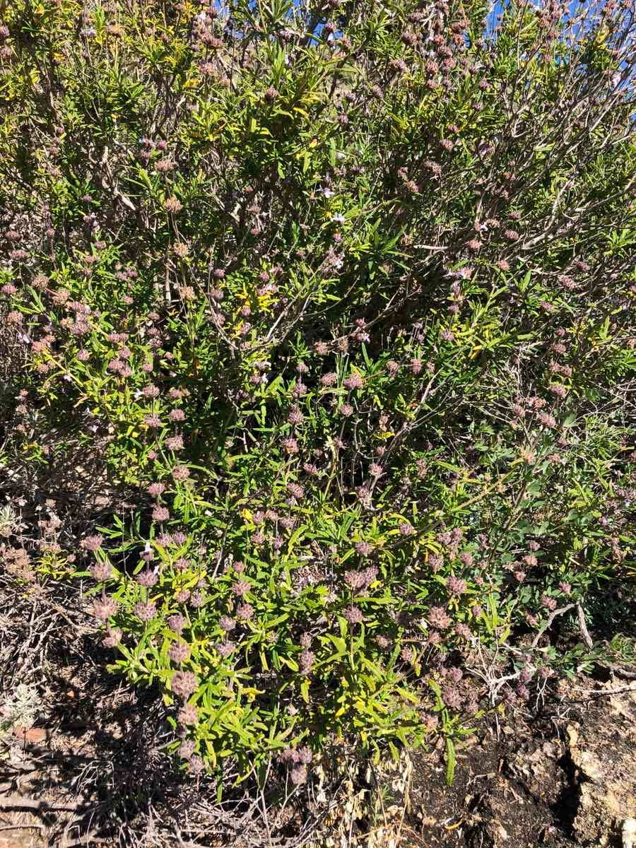 Salvia brandegeei