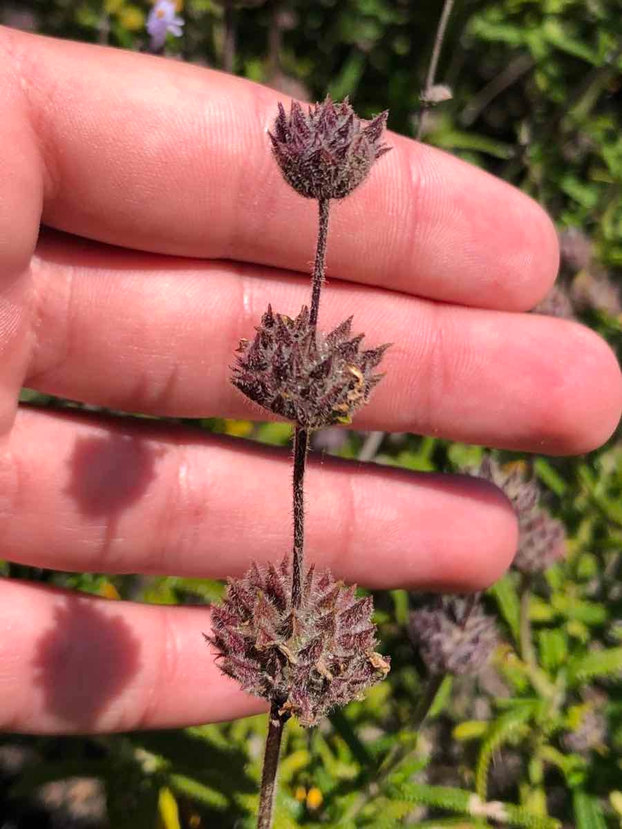 Salvia brandegeei