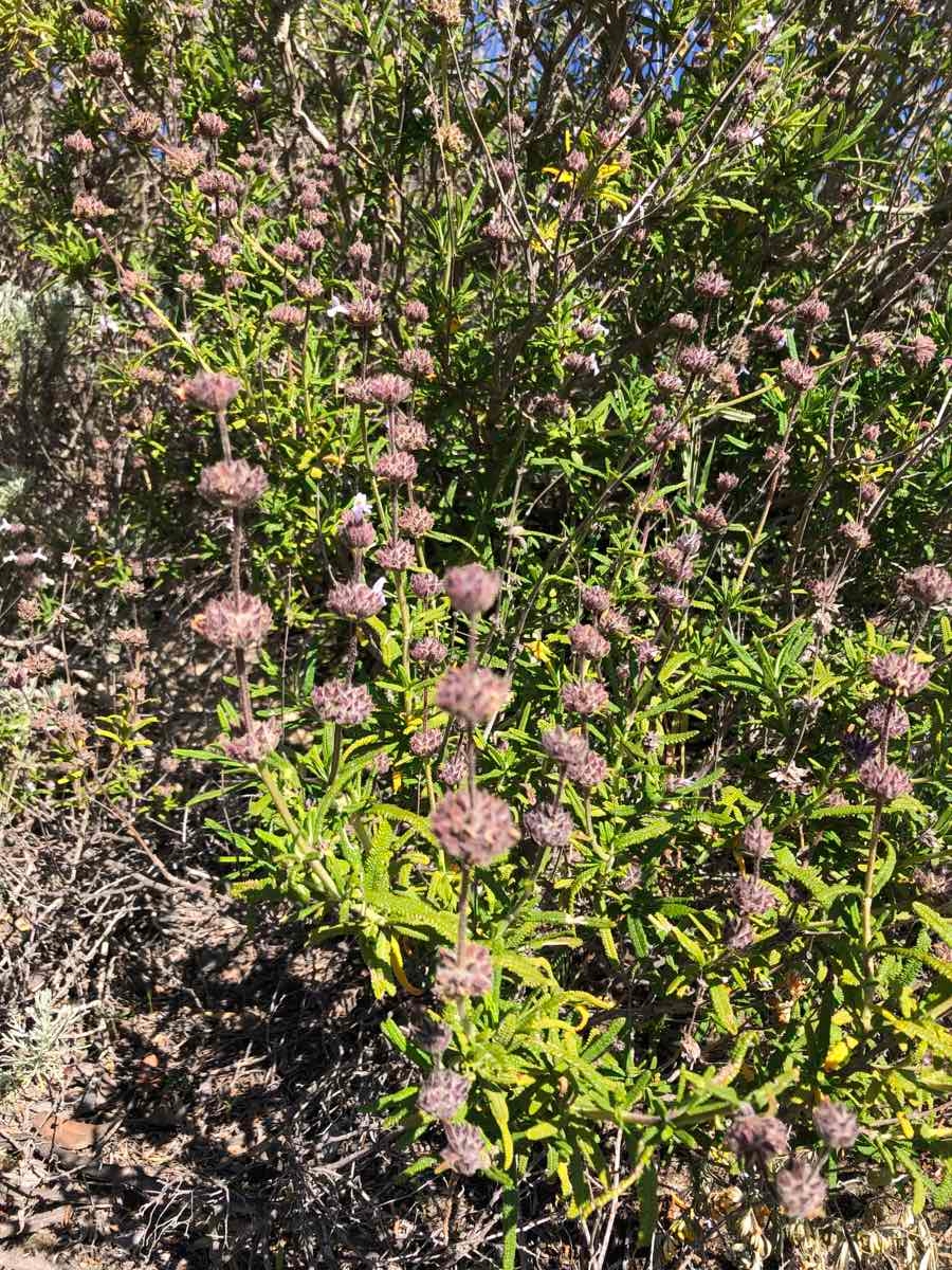 Salvia brandegeei