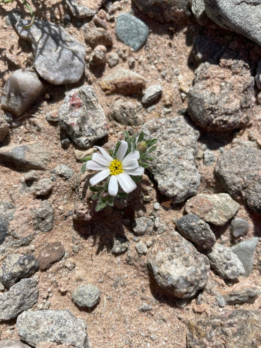 Monoptilon bellioides