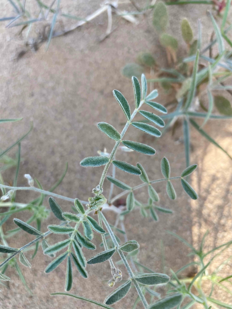 Astragalus aridus