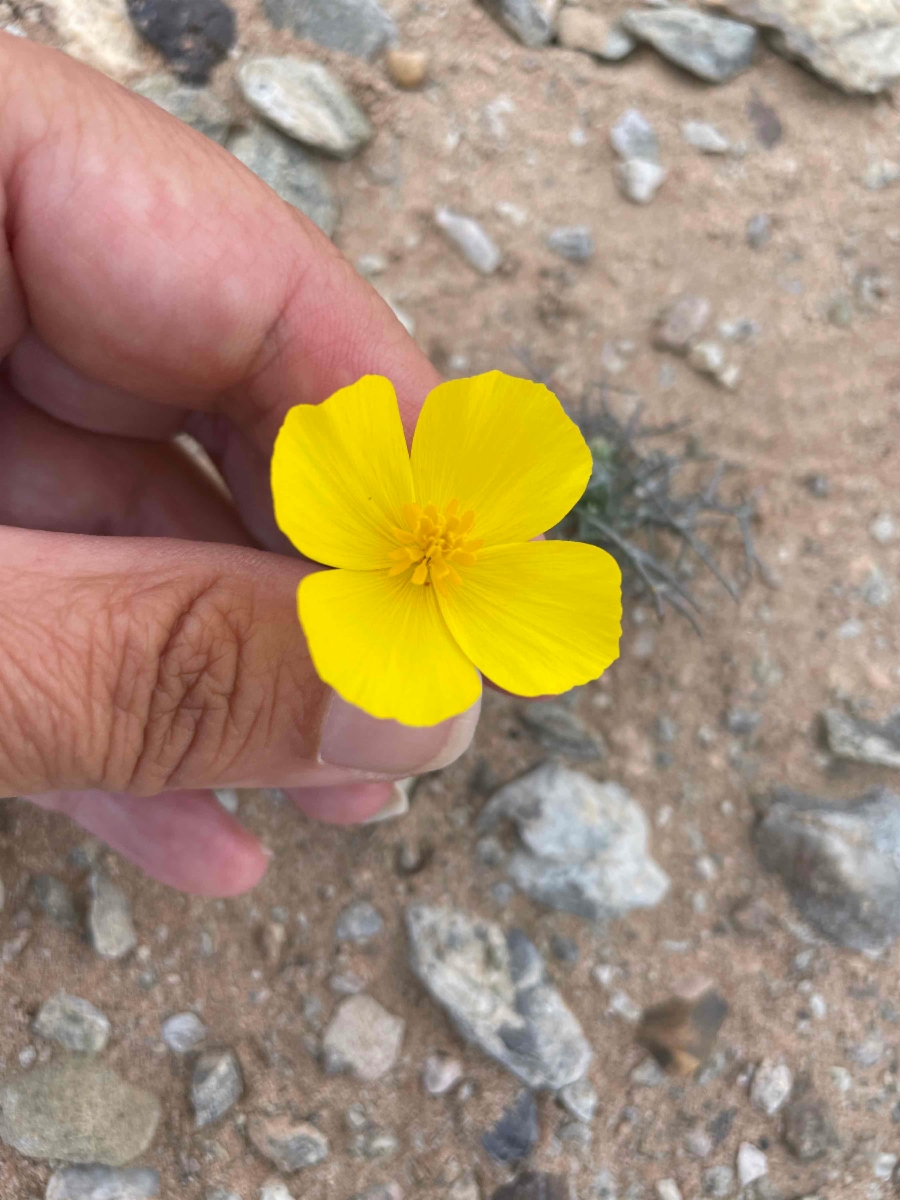 Eschscholzia glyptosperma