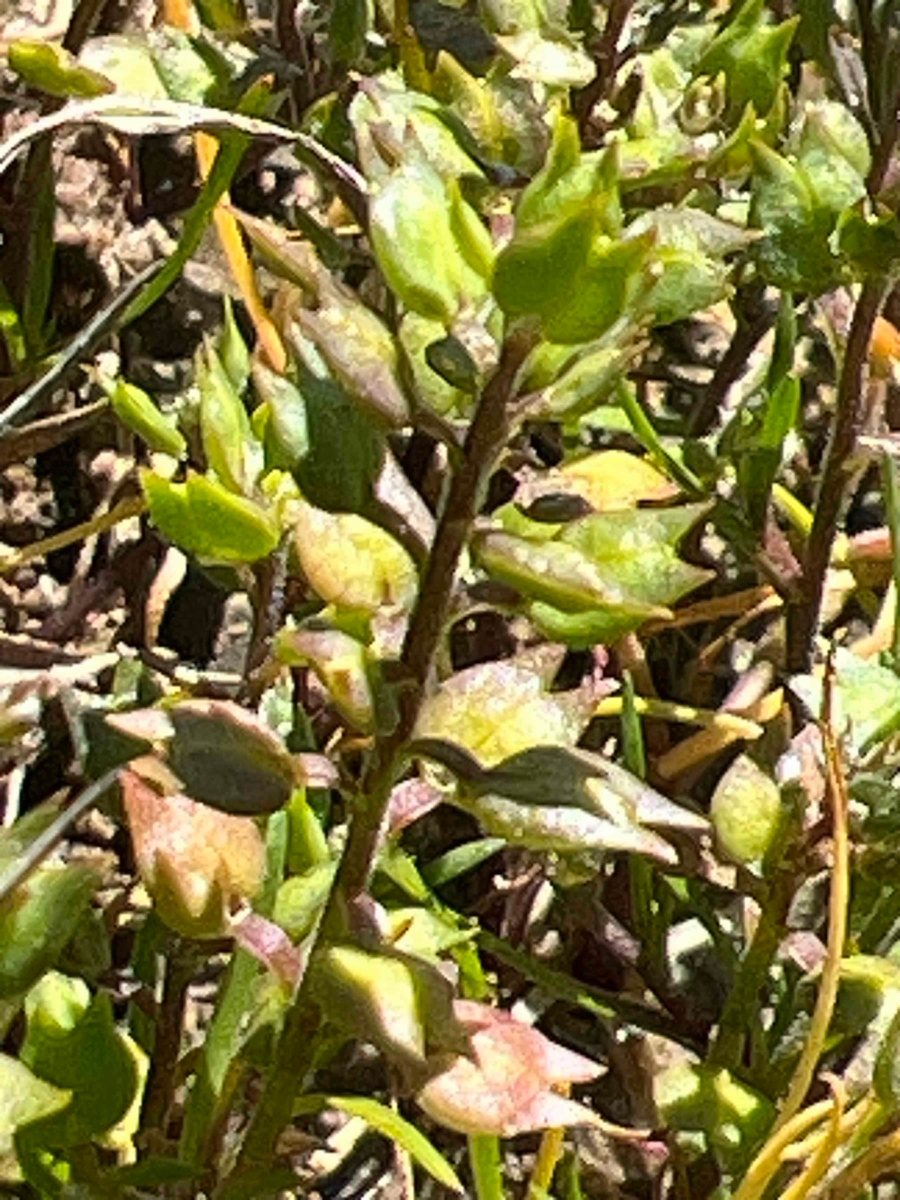 Lepidium oxycarpum