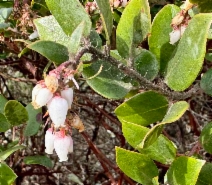 Arctostaphylos crustacea ssp. crinita