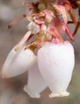 Arctostaphylos crustacea ssp. crinita