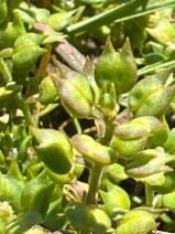 Lepidium oxycarpum