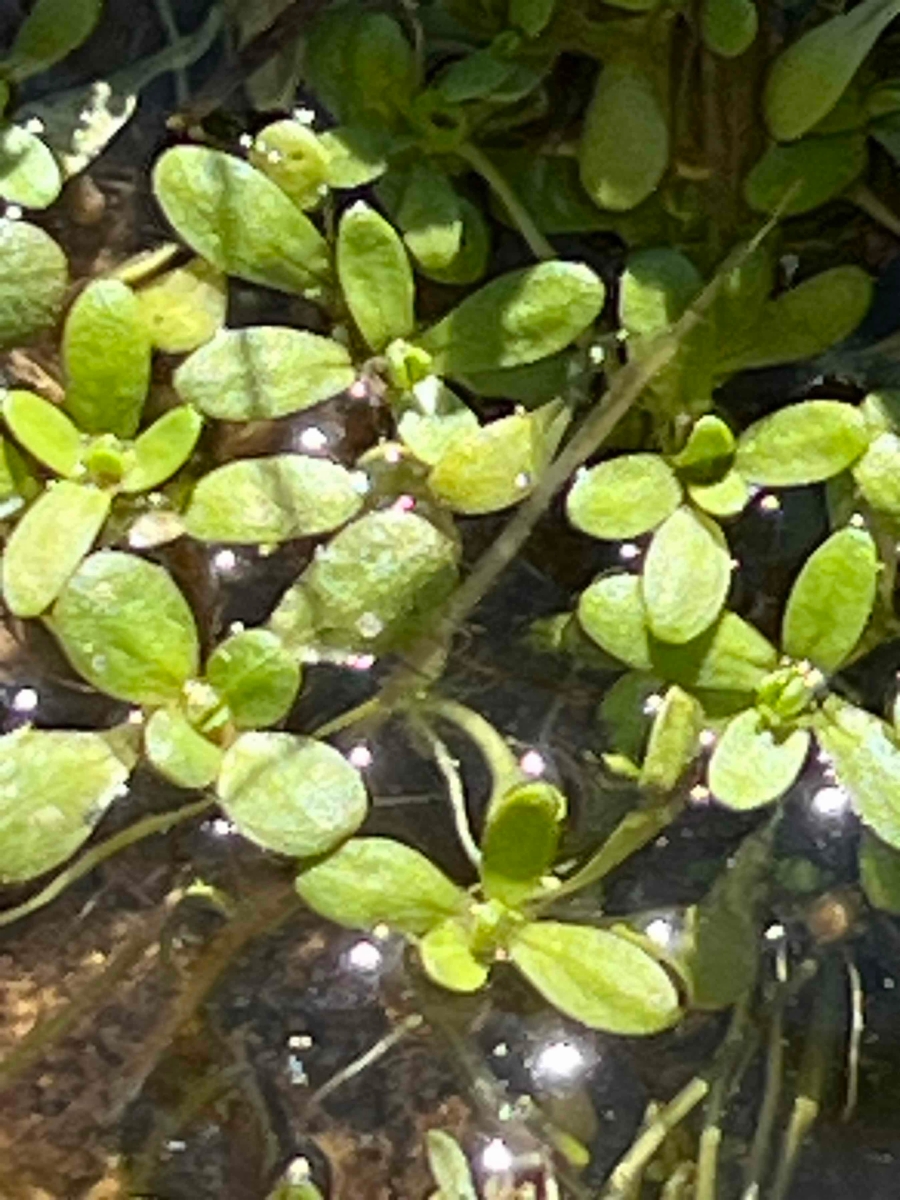 Callitriche marginata