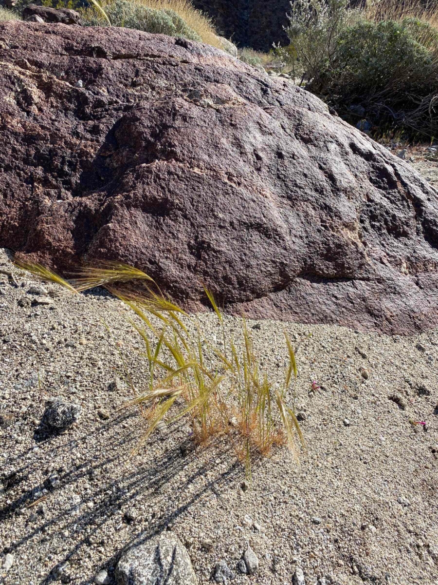 Stipa capensis