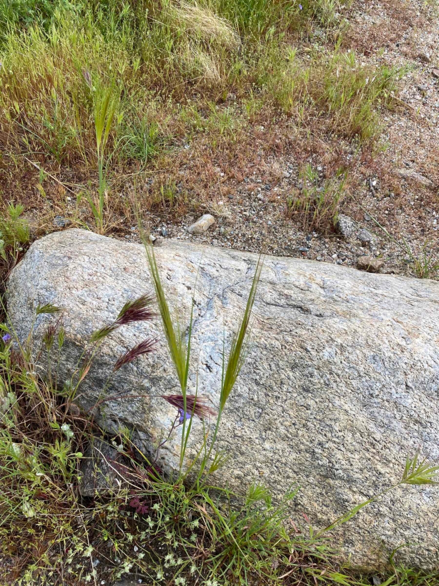 Stipa capensis