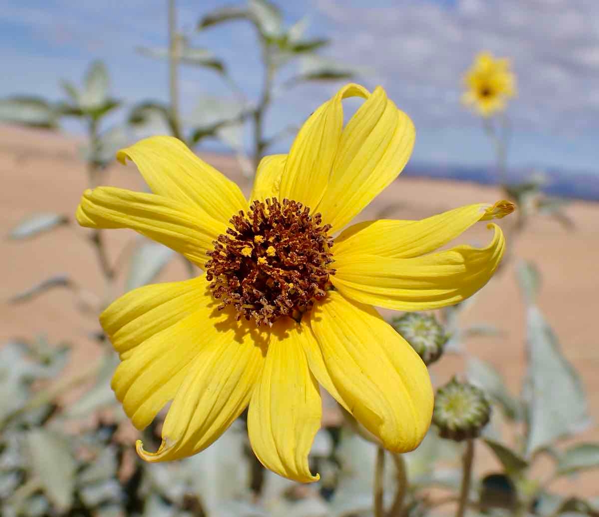 Helianthus niveus ssp. tephrodes