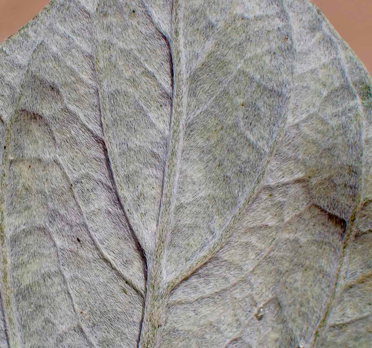 Helianthus niveus ssp. tephrodes