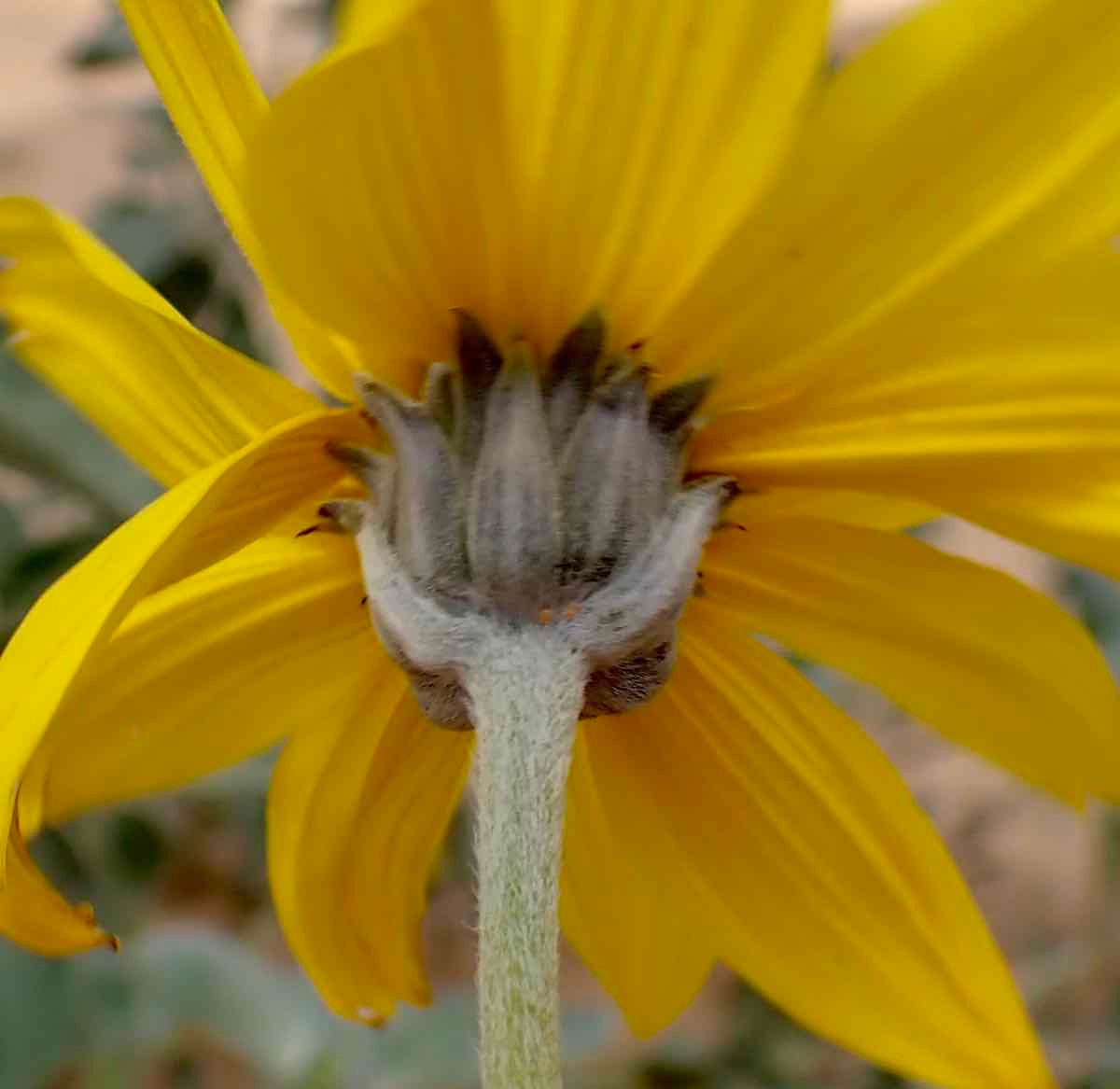 Helianthus niveus ssp. tephrodes