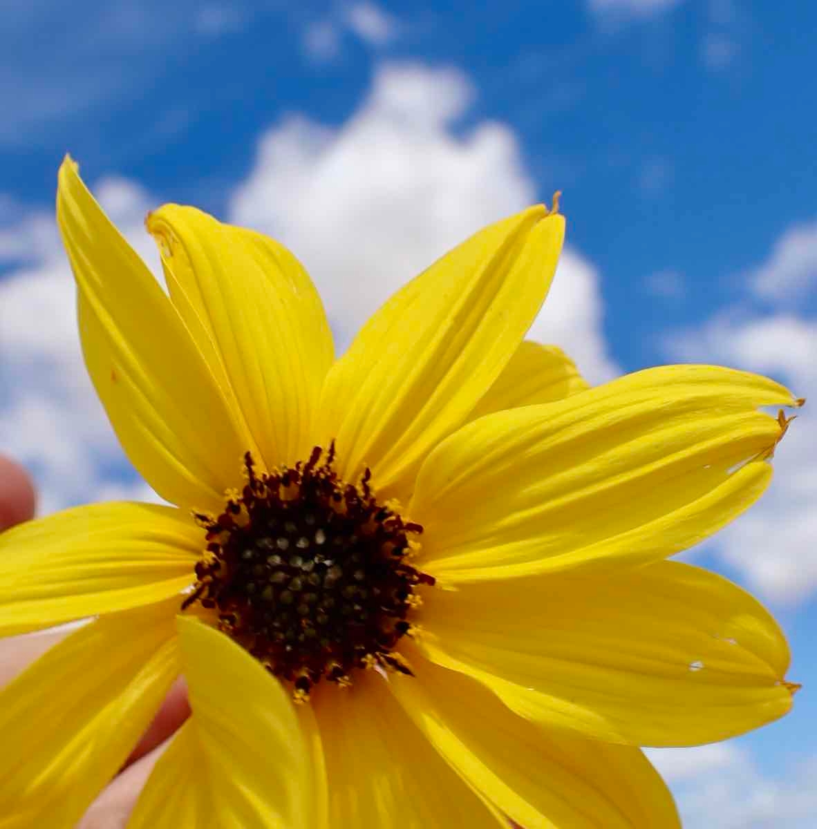 Helianthus niveus ssp. tephrodes