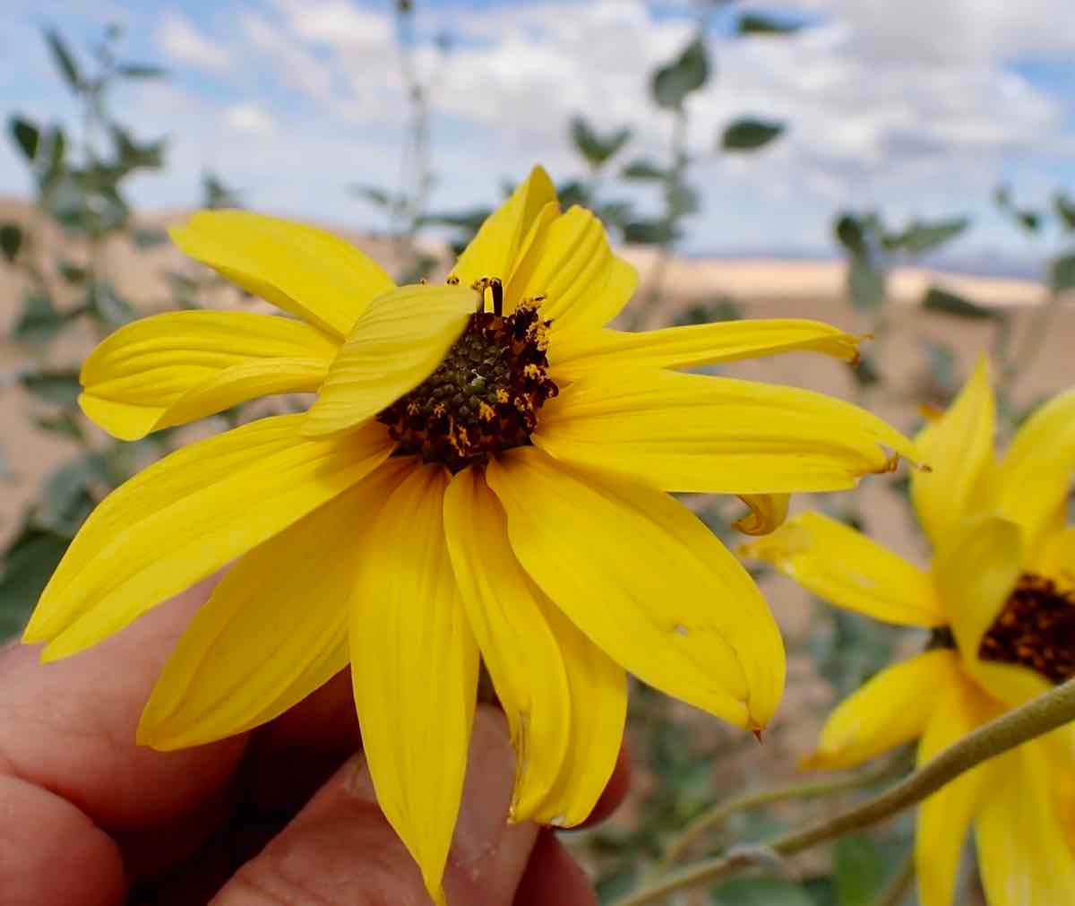 Helianthus niveus ssp. tephrodes