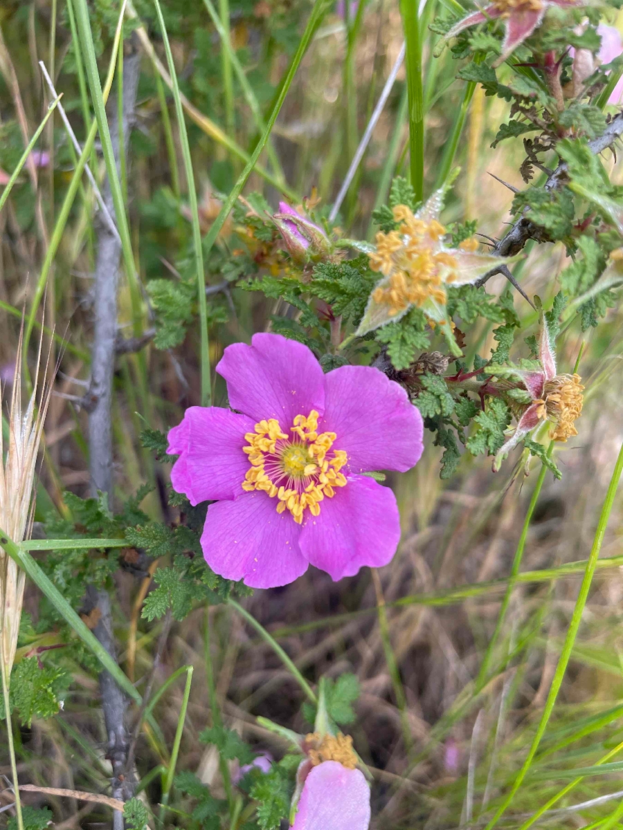 Rosa minutifolia