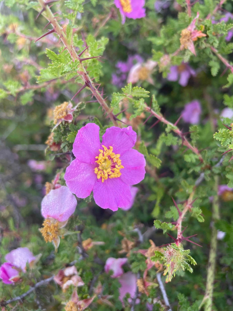 Rosa minutifolia