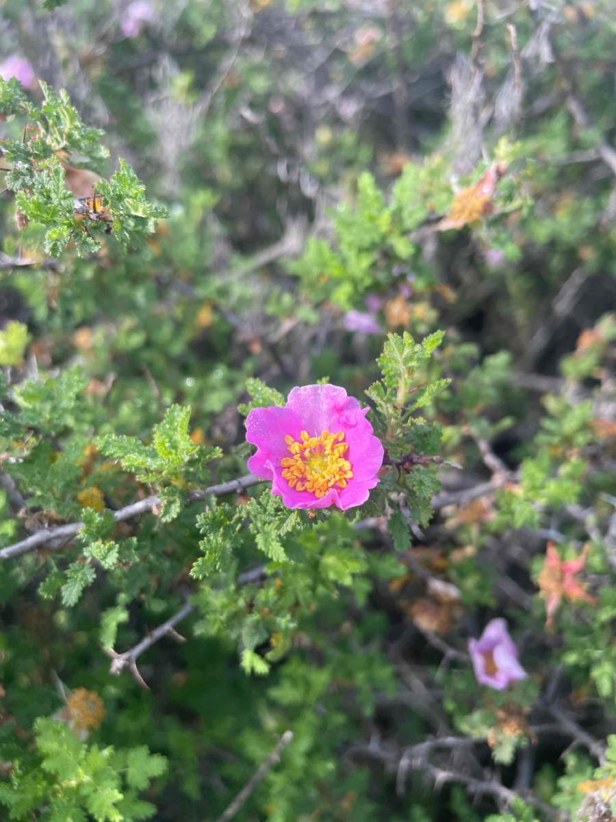 Rosa minutifolia