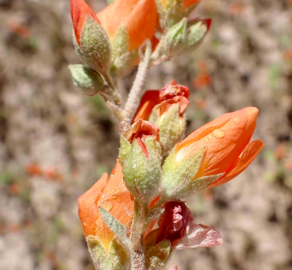 Sphaeralcea coulteri