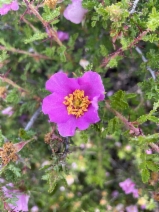 Rosa minutifolia