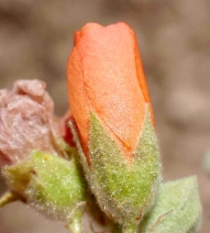 Sphaeralcea coulteri