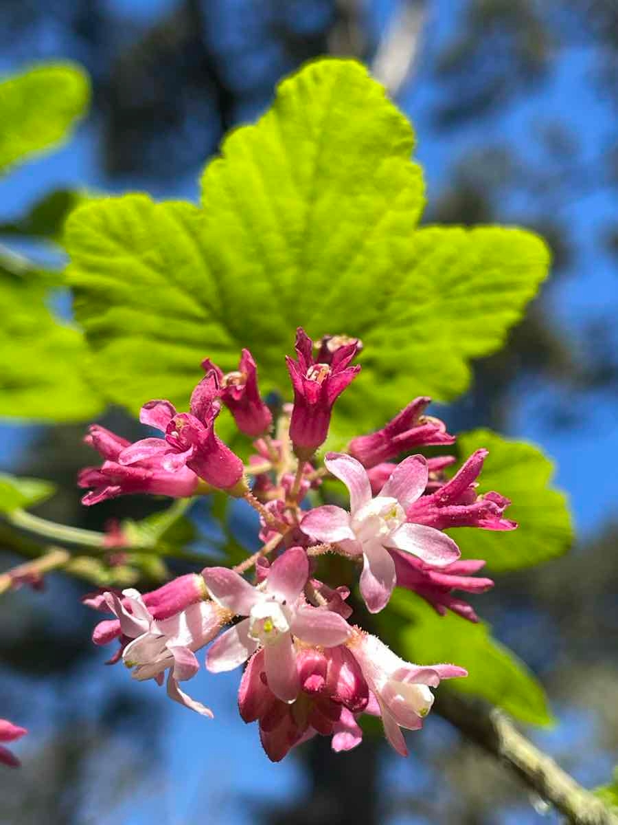 Ribes sanguineum