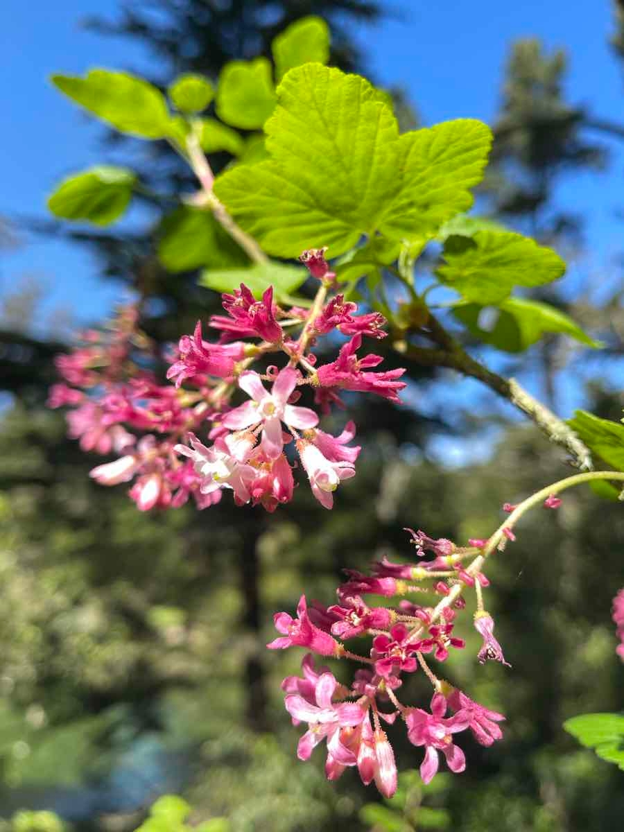 Ribes sanguineum