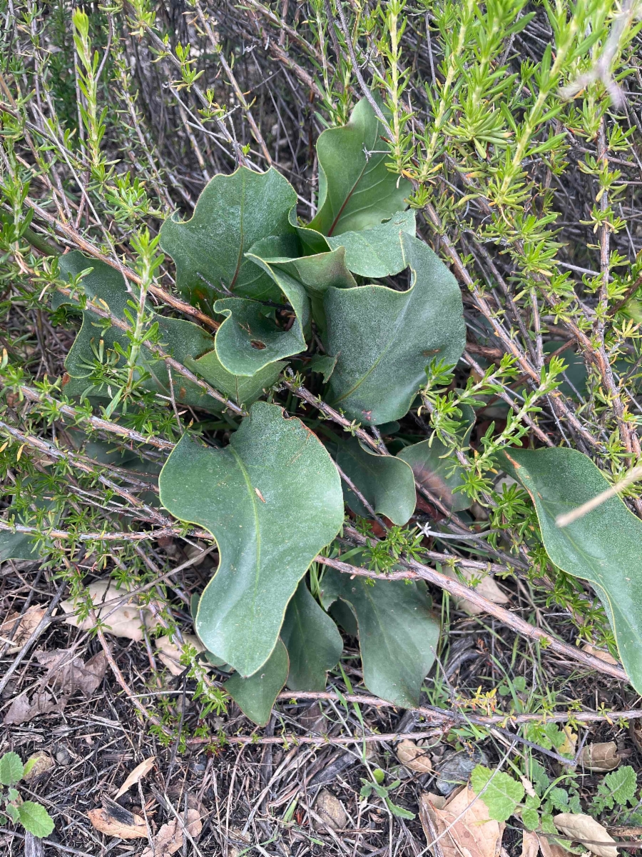 Limonium perezii