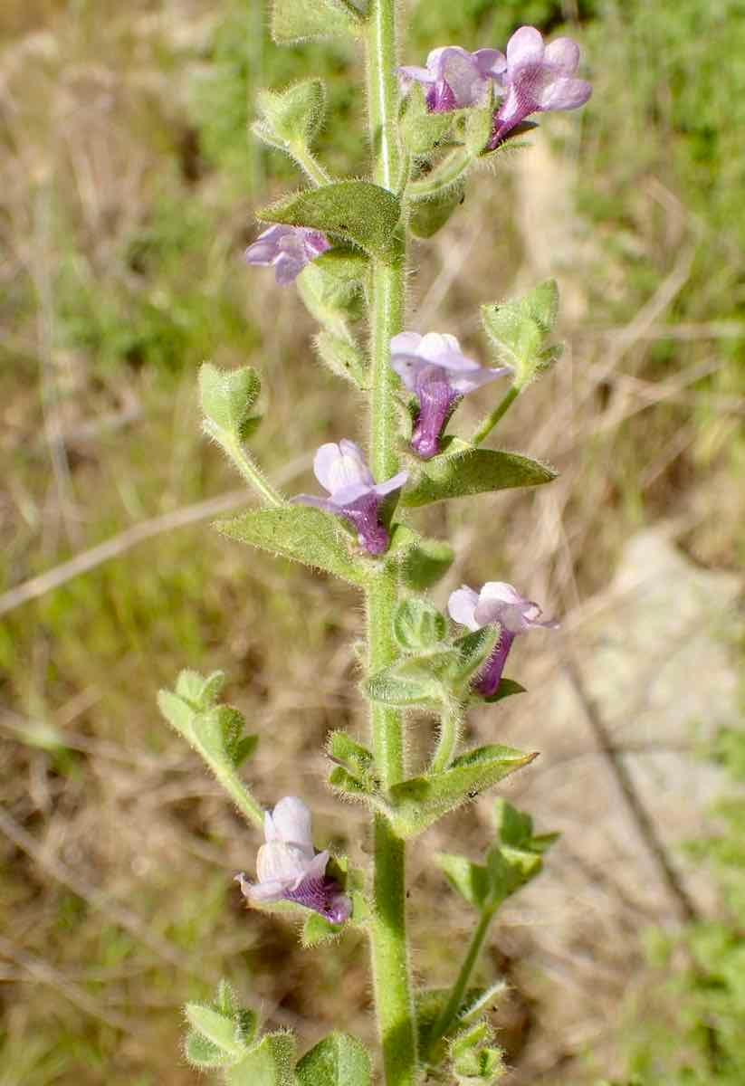 Antirrhinum nuttallianum