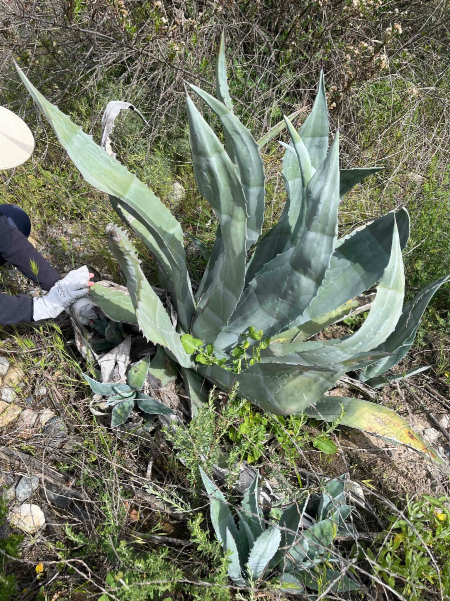 Agave americana