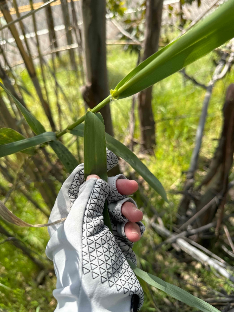 Arundo donax