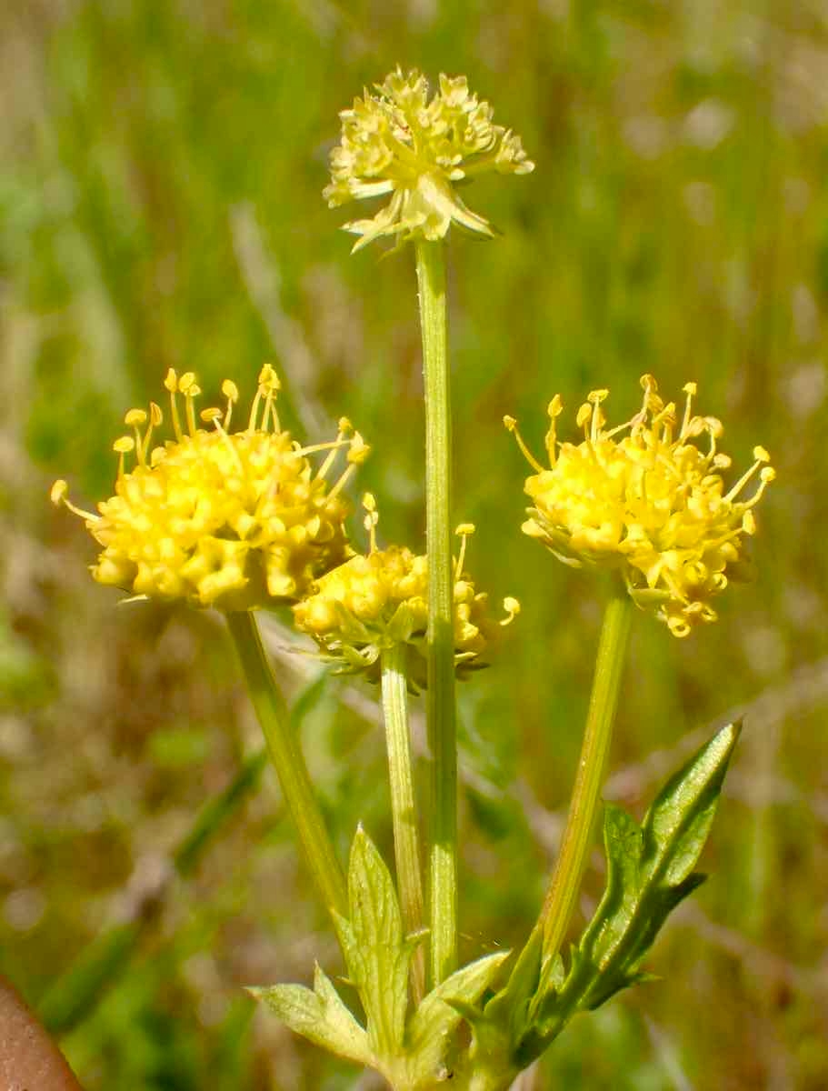 Sanicula arguta