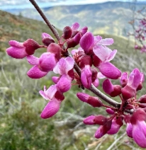 Cercis occidentalis