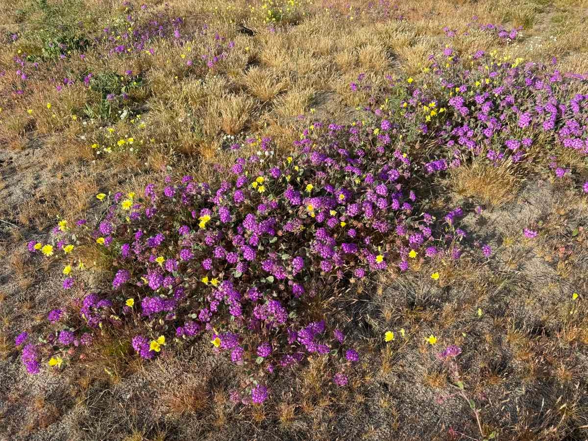 Abronia villosa var. villosa