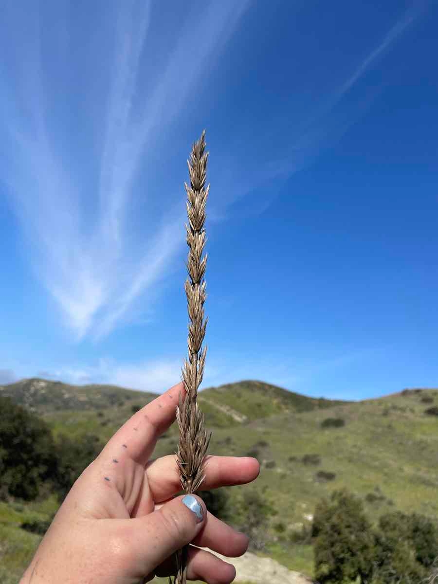 Elymus condensatus