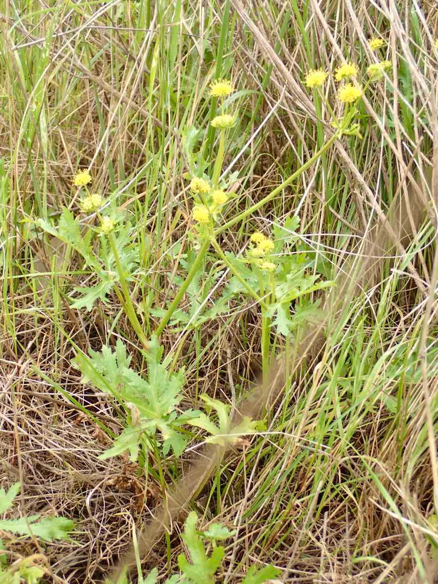 Sanicula arguta