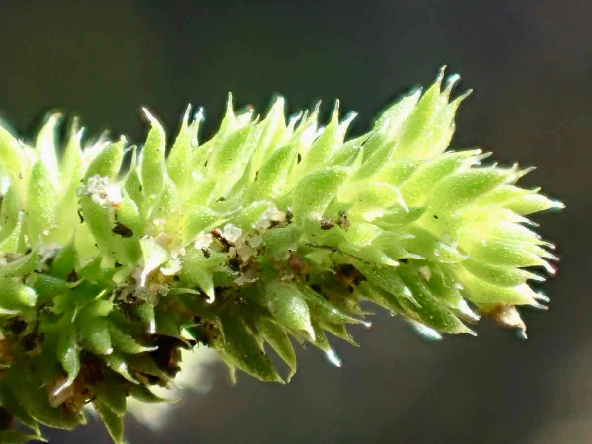 Crassula colligata ssp. lamprosperma