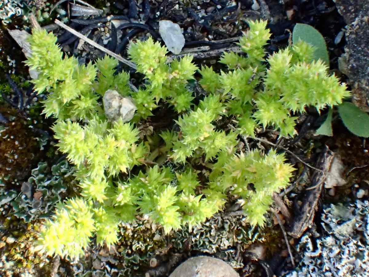 Crassula colligata ssp. lamprosperma