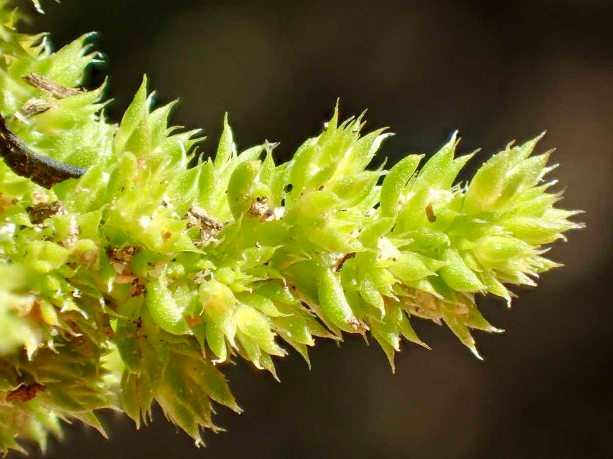 Crassula colligata ssp. lamprosperma