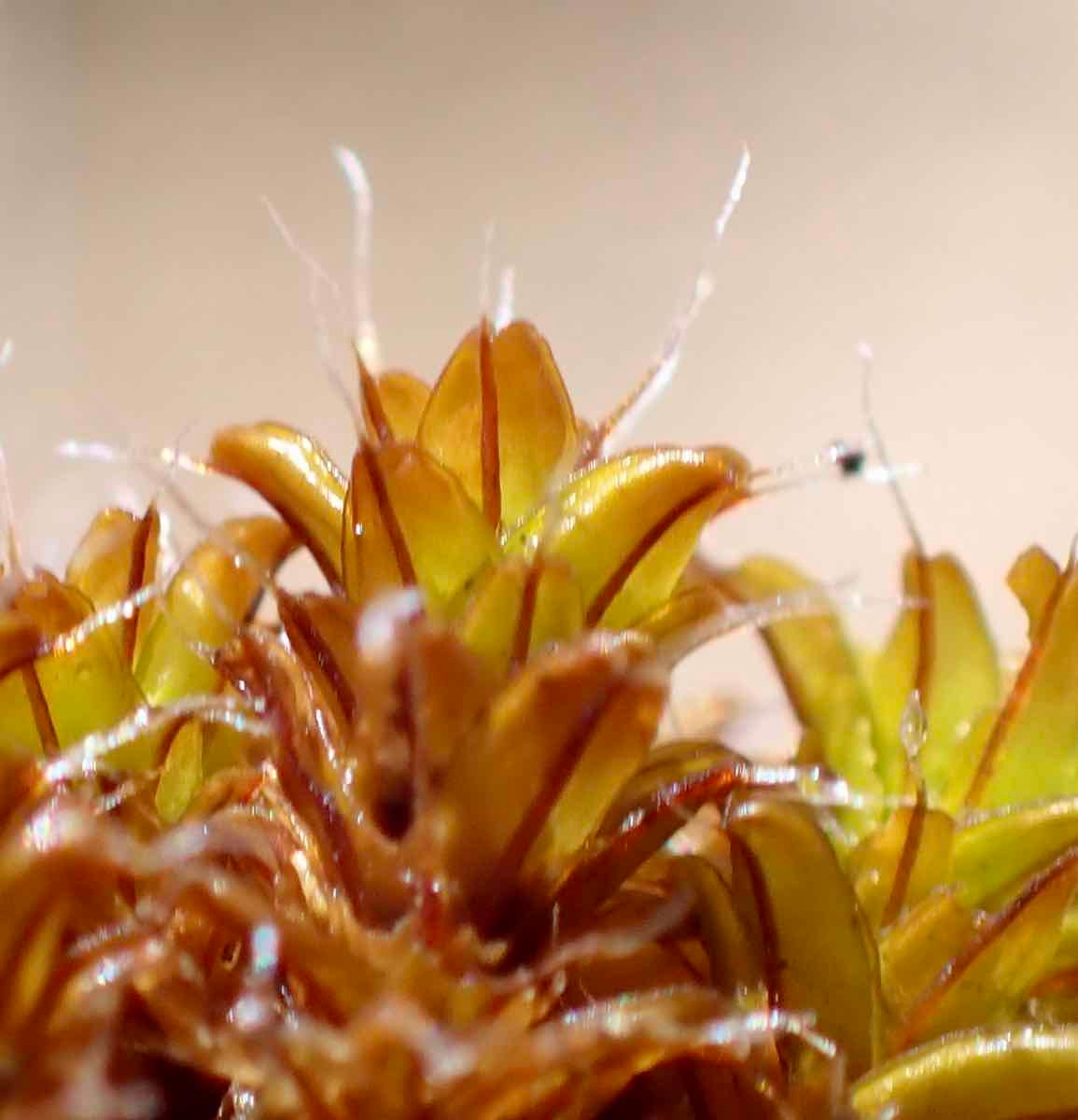 Syntrichia princeps