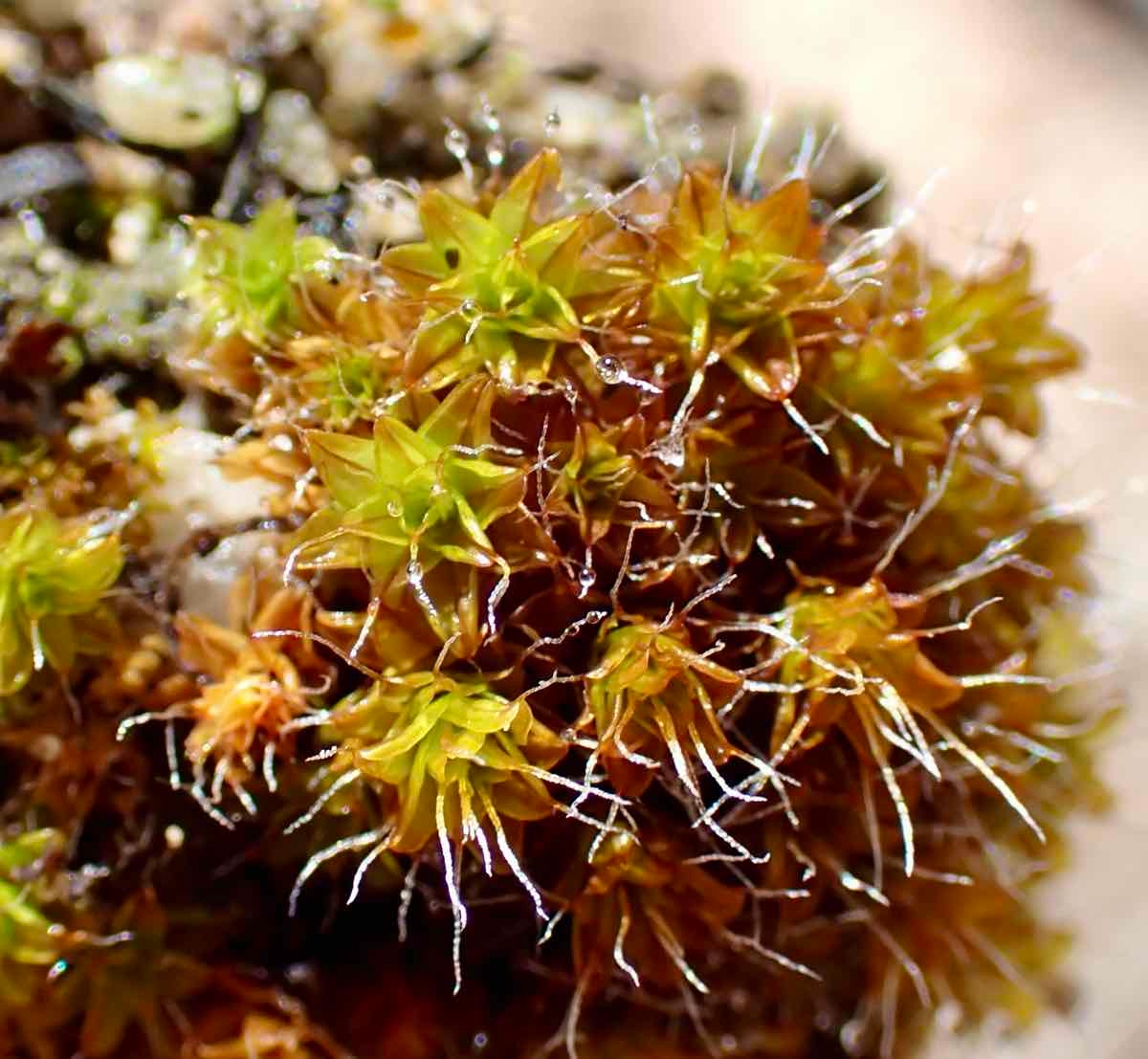 Syntrichia princeps