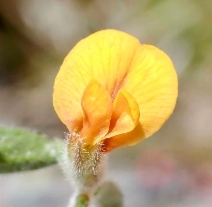 Acmispon strigosus