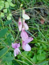 Lathyrus vestitus var. vestitus