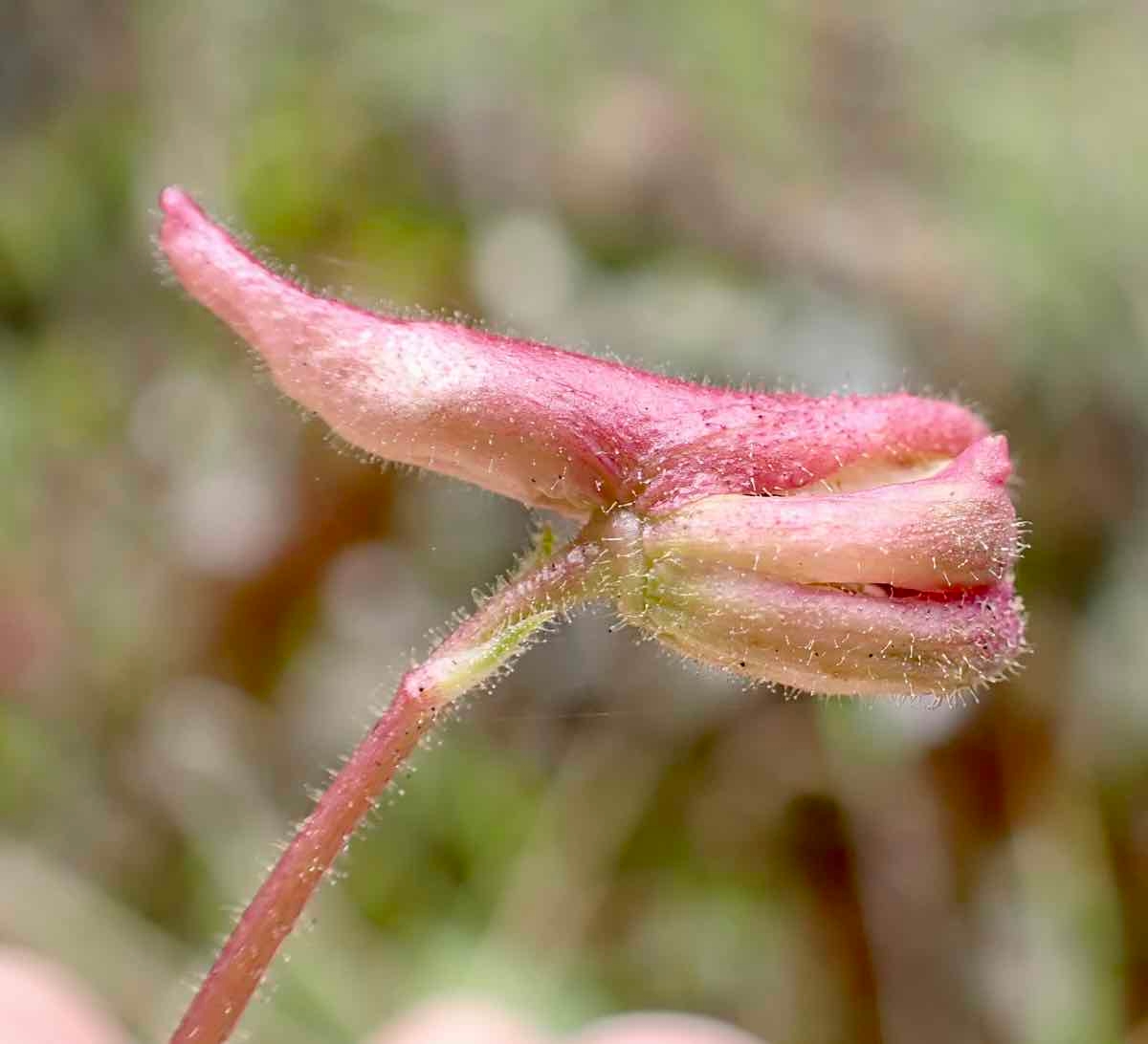 Delphinium purpusii